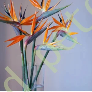 BirdofParadise
