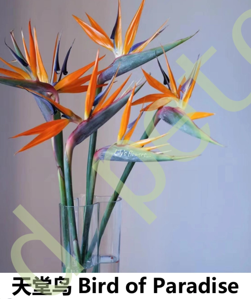 BirdofParadise