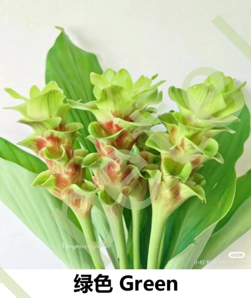 Curcuma Alismatifolia - Image 4