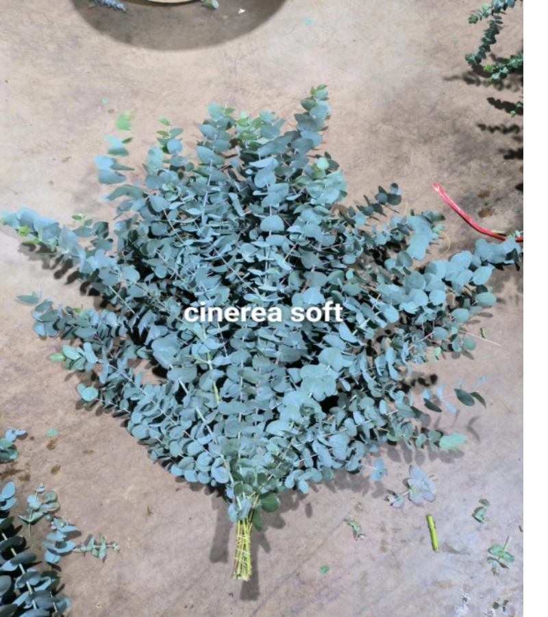 Eucaliptus