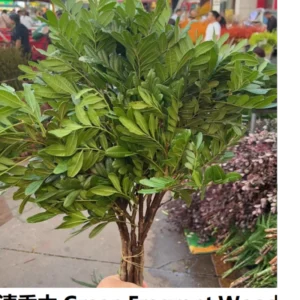 Leaves