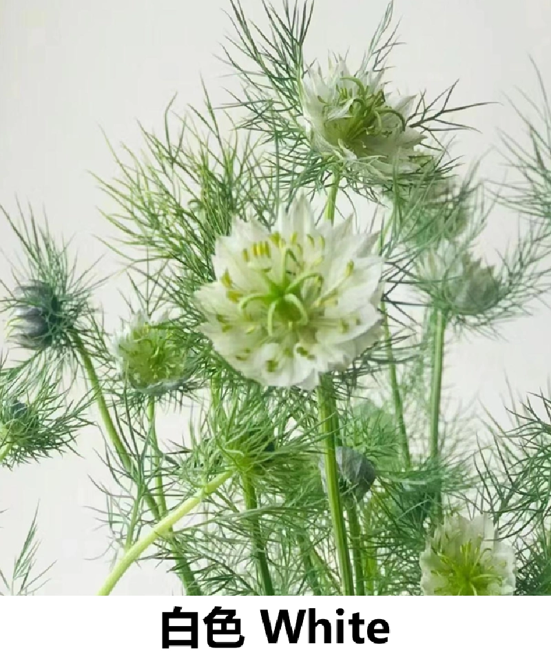 Nigella - Image 2