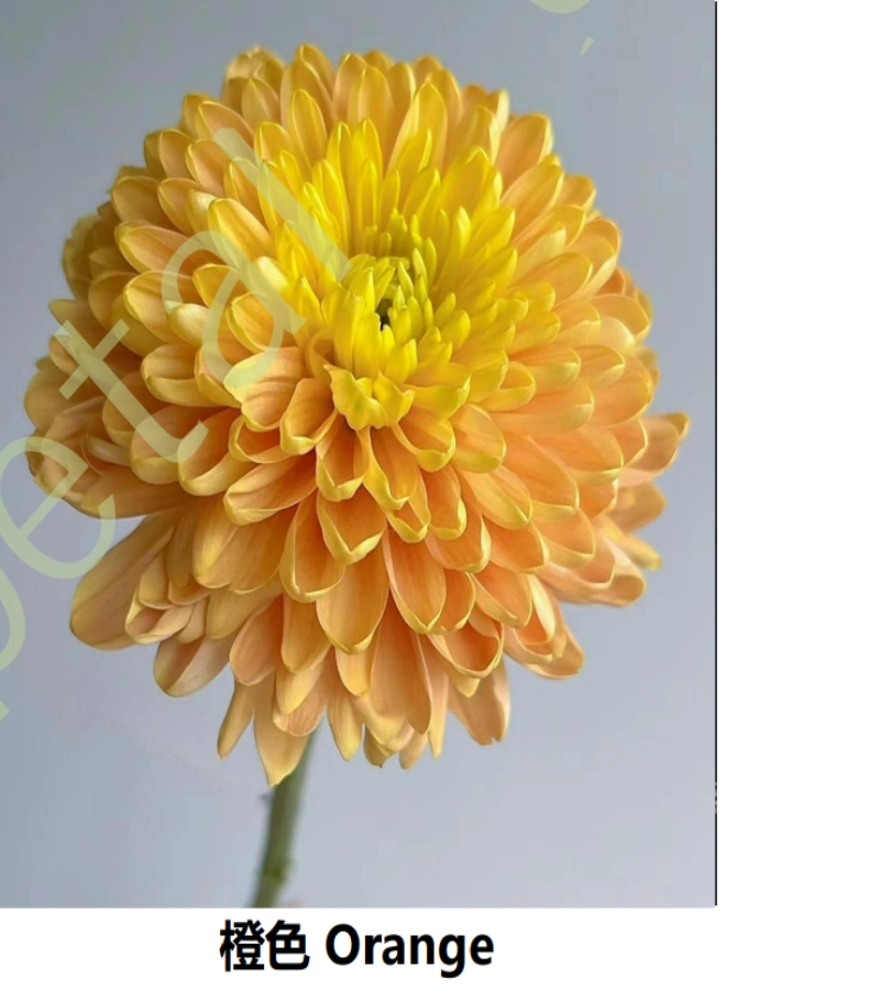 Anna Chrysanthemums
