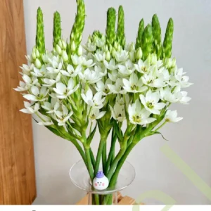 Ornithogalum dubiu