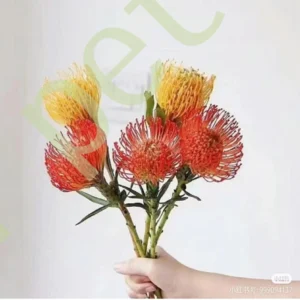 Pincushion