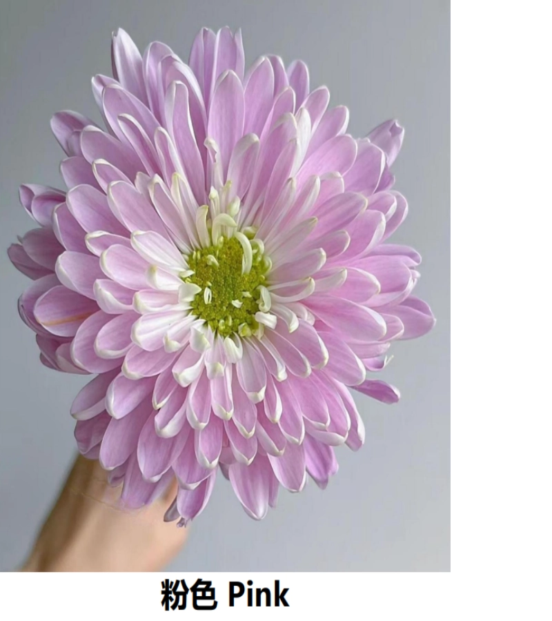 Anna Chrysanthemums - Image 3