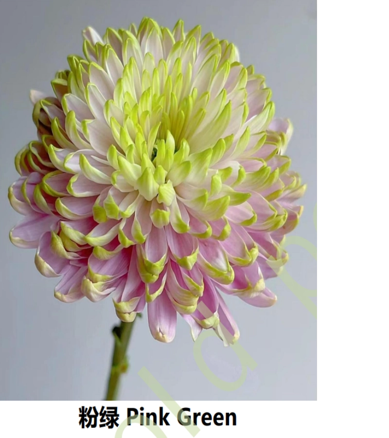 Anna Chrysanthemums - Image 2