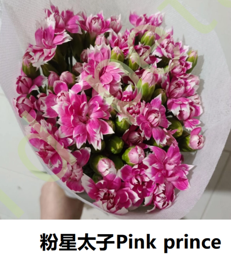Spray Carnation - Image 3