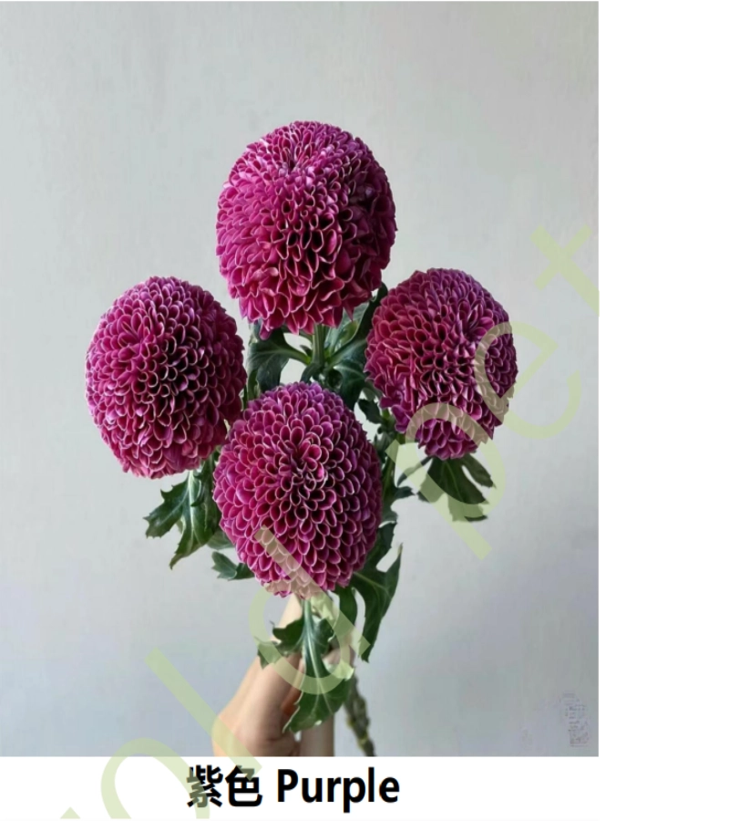 Ping-Pong Chrysanthemums - Image 3