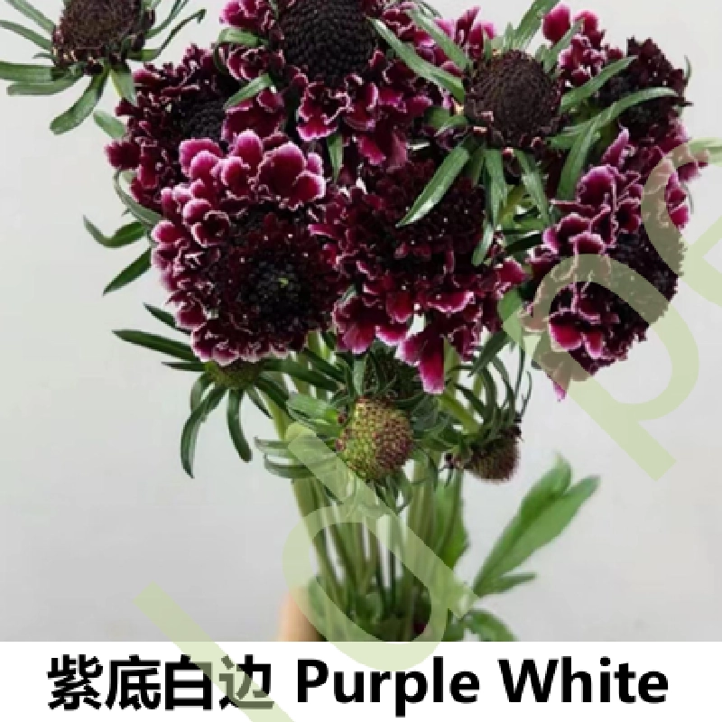 Scabiosa - Image 3
