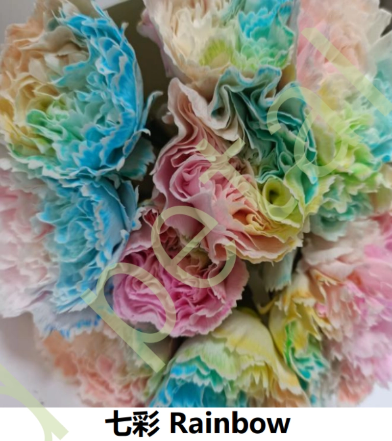 Dye Carnation - Image 2