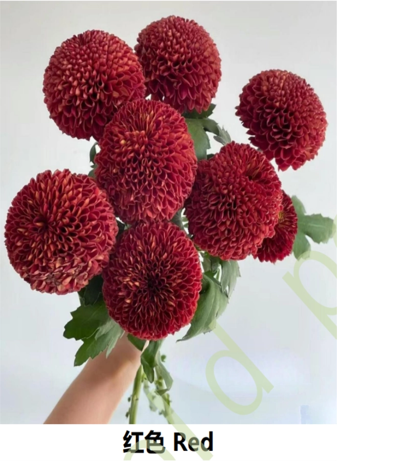 Ping-Pong Chrysanthemums - Image 2