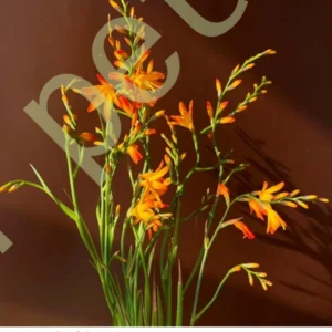 Renanthera