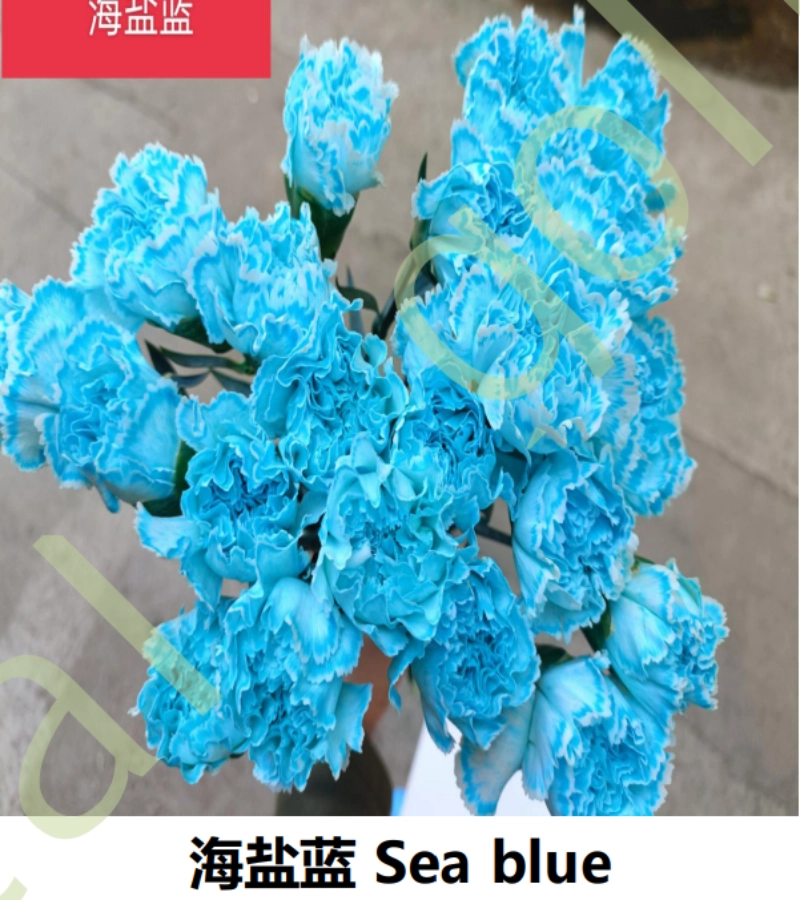 Dye Carnation - Image 4