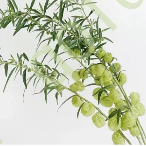 Tang Cotton
