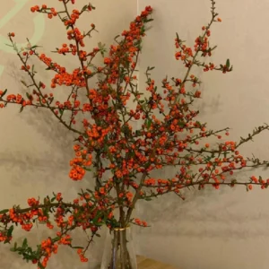 Torch Fruit
