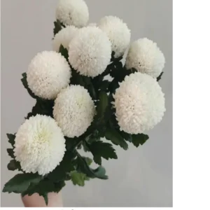 Ping-Pong Chrysanthemums