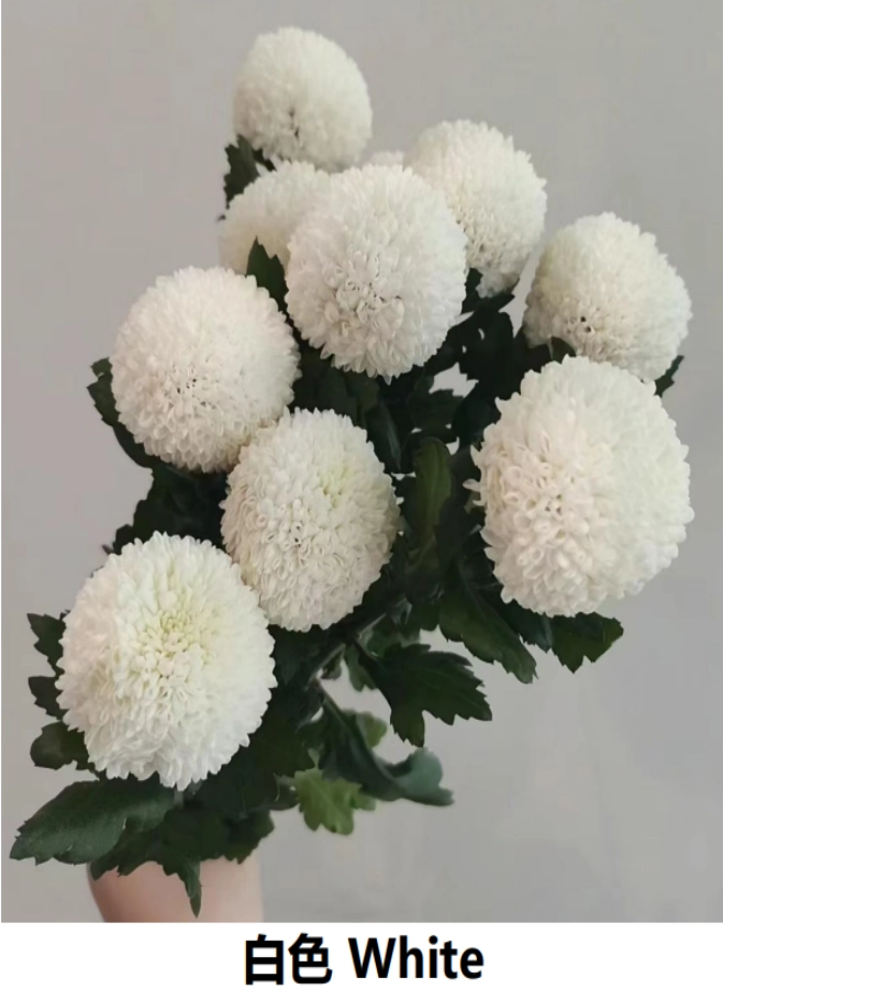 Ping-Pong Chrysanthemums