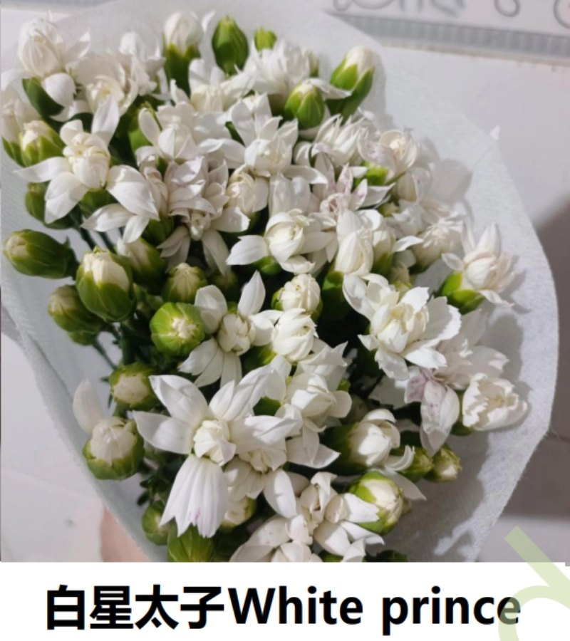 Spray Carnation - Image 2
