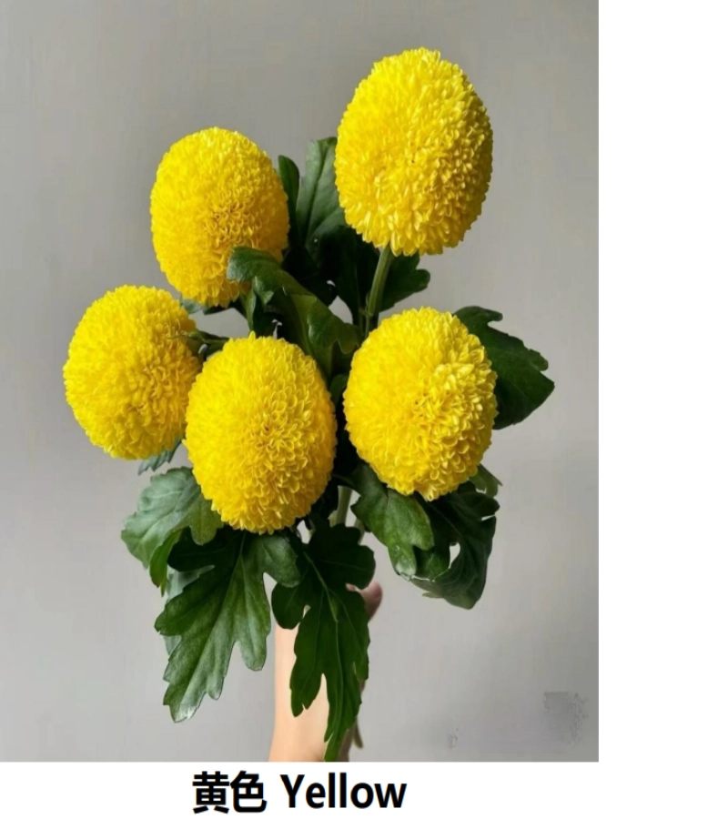 Ping-Pong Chrysanthemums - Image 4