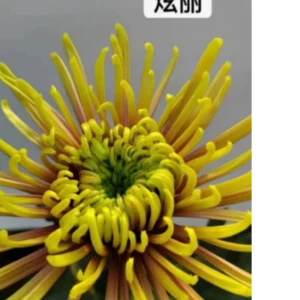 Spider Chrysanthemum