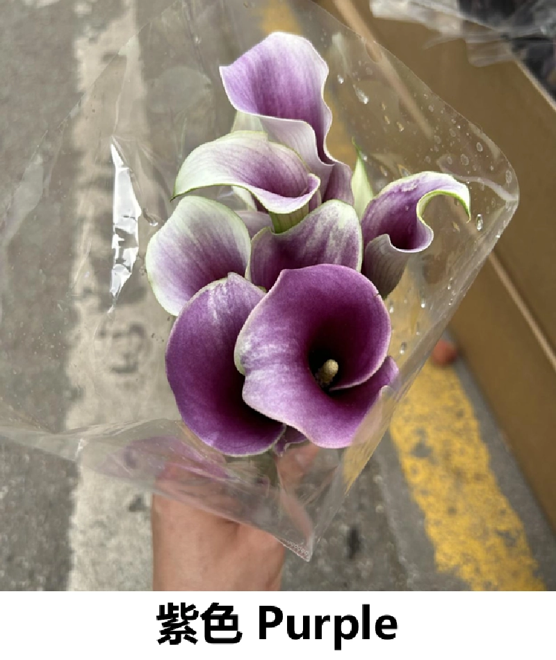 Calla Lily - Image 3