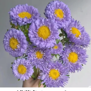 China Aster