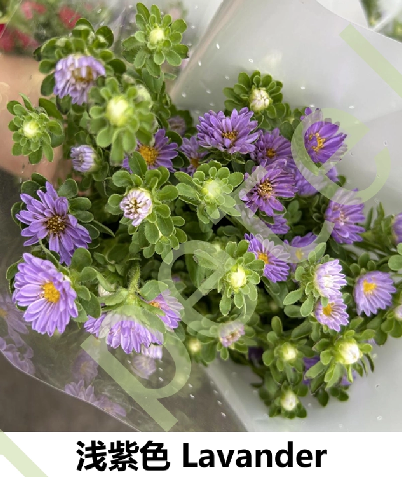 Aster/Hana - Image 3