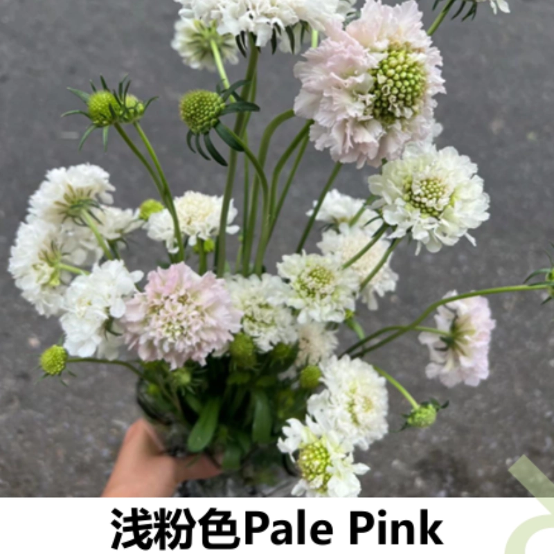 Scabiosa - Image 2