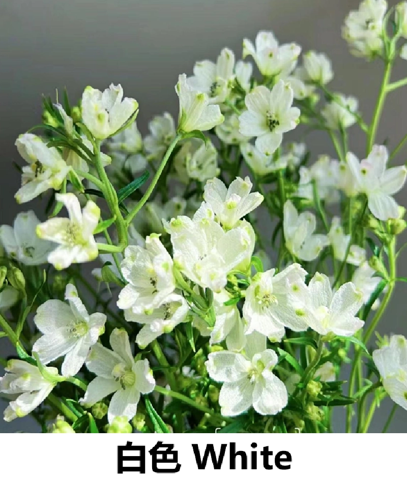 Spray Dephinium - Image 2